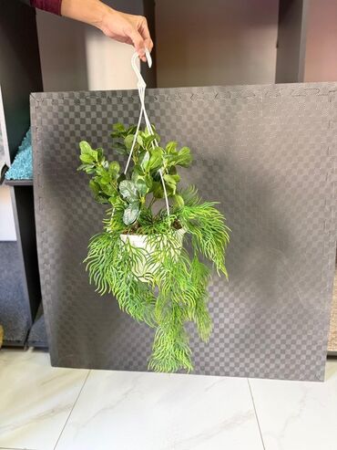 Otaq bitkiləri: Asma saksıda dekorativ yaşıl bitki - Ağ rəngli asma plastik saksı -da lalafo.az — 24 Otaq bitkiləri: Asma saksıda dekorativ yaşıl bitki - Ağ rəngli asma plastik saksı — 24