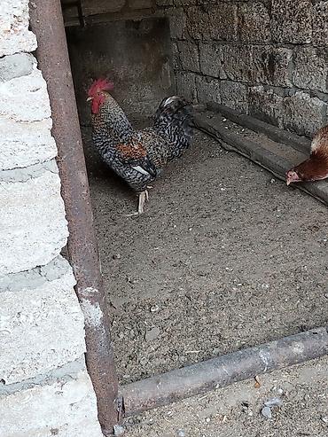 xoruz satlir: Salam bir cüt Xarkov cinsi xoruz ve ferəsi satılır qiymət 45 manatdı — 6