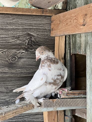 птицы голуби: По 500 сом
#голубка #голубь #голуби #каптар #когучкон