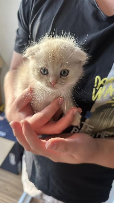 скоттиш фолд кот: Кошка даром: Скотиш Фолд (Шотландская вислоухая), 2 месяца, Мальчик — 3