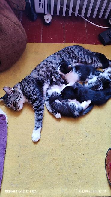 маленькие котёнки: Котята 1 мес 4 шт — 6