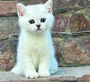 шотландская прямоухая кошка цена: Британ кыска жүндүү, 1 айлык, Ургаачы, Күмүш өңдүү шиншилла, Курттардан тазаланган