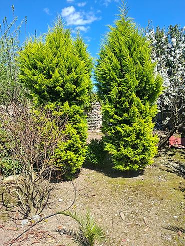 Ağaclar: Ağac, gullerin satişi — 11