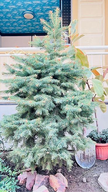 туя бишкек цена: 🌲 Продам Шикарную Голубую Ель - 1.6 м Готовое украшение для вашего — 3