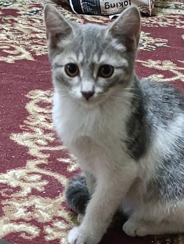 коты бишкек: Милый домашний котёнок скоттиш страйт серебристо-серым тигровым — 2