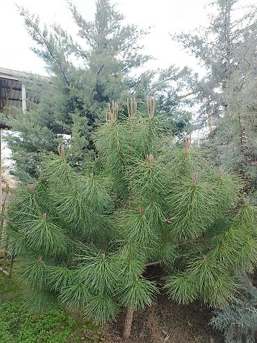 meheccer qiymetleri: Fısdığ şamı Satılır Qiymət 500AZN — 1