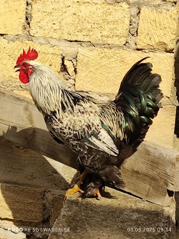 Xoruzlar: Xoruz, Brama, il: 1, Ünvandan götürmə, Ödənişli çatdırılma — 5