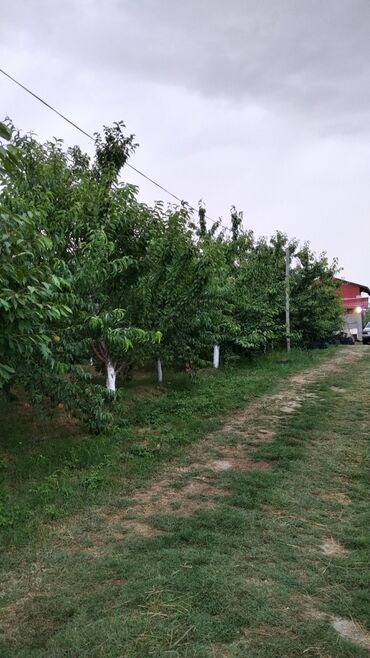 Ağaclar: Məhsul: Meyvə ağacları (gilas və şaftalı/nektarin bağ sahəsi) Xaçmaz — 5