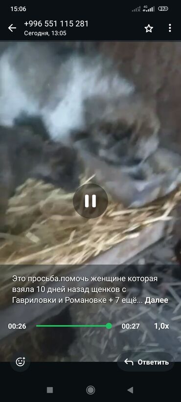 Отдам даром собаку: Отдается собака в добрые руки. Описание: - Метис средних размеров — 2