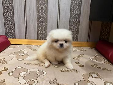 pes alım satım: Pekines, 1 ay, Erkək, Sənədli, Ünvandan götürmə, Pulsuz çatdırılma — 3