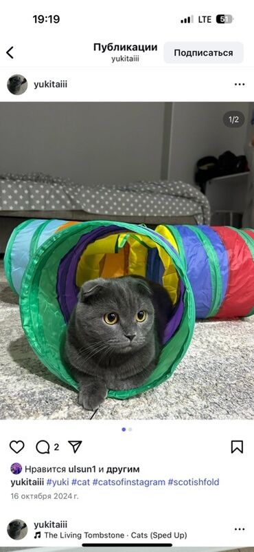 платья в клетку для полных: Отдам за хорошие руки так как за них не кого присматривать уезжаю за