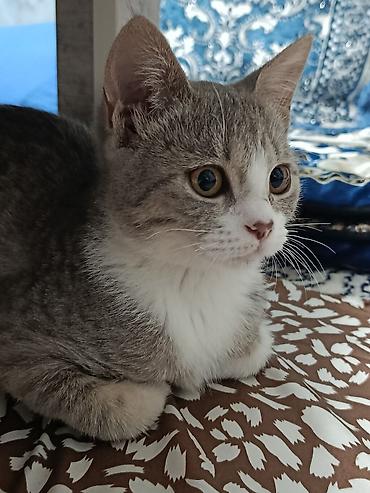 куплю коня: Кошка даром: Британская короткошёрстная, 1 год, Девочка — 1