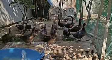 ordəylər: Salam hər kəsə! Əlimdə Bronze Muscovy Duck və Chocolate Muscovy Duck — 9