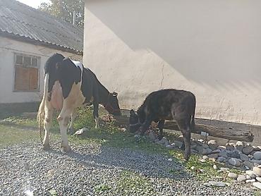 продам коров: Продаю | Корова (самка) | Голштин | Для молока | Привязанные — 5