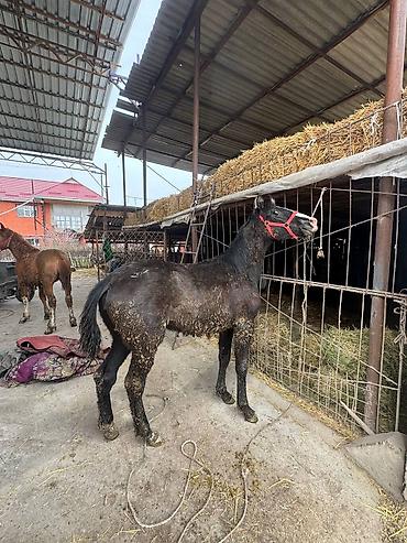 Лошади, кони: Продаю | Жеребец, Жеребенок — 10