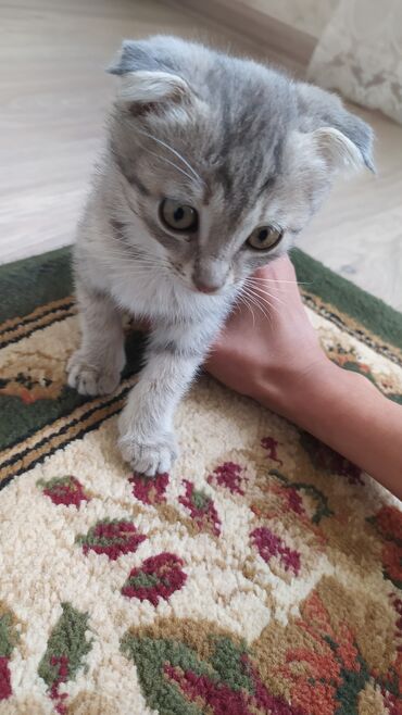 британская кошка сколько стоит: Шотландский вислоухий котёнок (Scottish Fold) - Окрас: серебристый