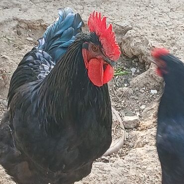 Xoruzlar: Sort xoruzlardır qarışıqda var sortlarda var 10 aylıqdı. Real almaq -da lalafo.az — 2 Xoruzlar: Sort xoruzlardır qarışıqda var sortlarda var 10 aylıqdı. Real almaq — 2