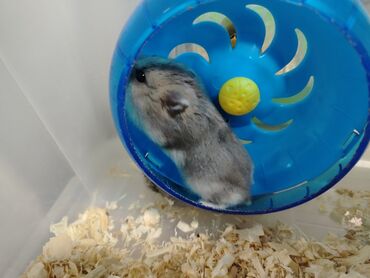 Gəmiricilər: Salam aleykum Cırtdan hamsterlər - Növ: cırtdan (Djungarian) hamster — 3