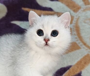 Кошки: Продается шикарный котенок. Шотландская Скоттиш Страйт Окрас