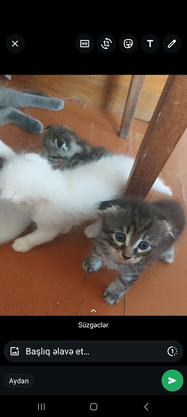 Akvariumlar: Şotland, Dişi, Ünvandan götürmə