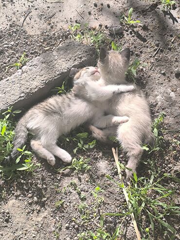 сиамский кот сколько стоит: 3 месяца, Мальчик