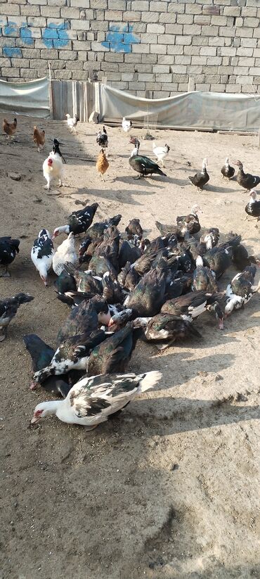 Ördəklər: Muscovy (barbar) ördəkləri – iri sürü - Rənglər: qara-yaşıl — 5