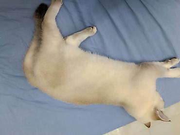 ragdoll pisik: Britan, Yaxşı əllərə — 1