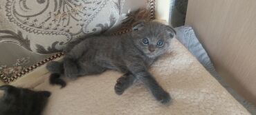 купить кошку сфинкс: Котята в добрые руки!Очень ласковые и игривые.Проглистованы,(блох