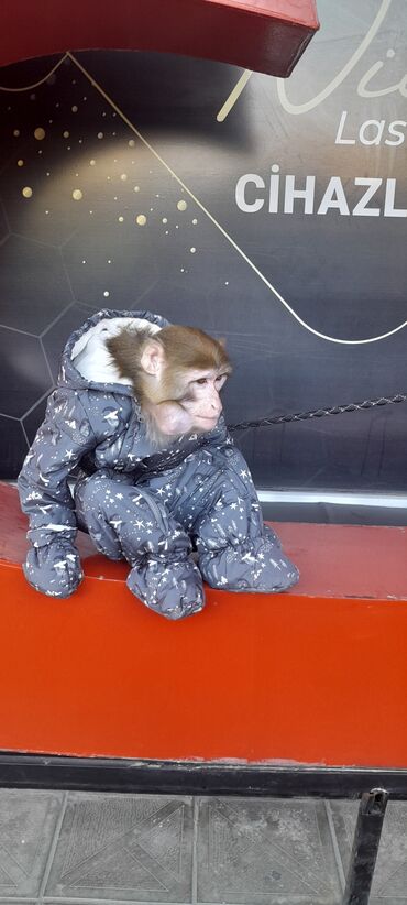 Digər heyvanlar: Tayson adlı meymun satılır. Ağıllışirindi. Kim isdəsə yazsın — 2