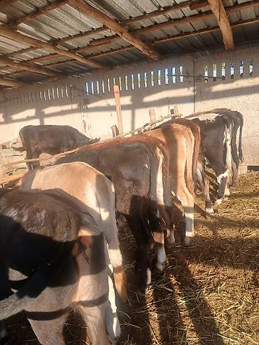 амстафф щенок цена: Продаю | Корова (самка) | Для разведения — 1