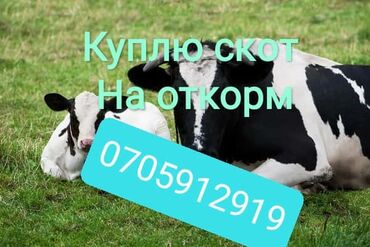 Куплю | Коровы, быки, Лошади, кони | Круглосуточно, На откорм, Самовывоз