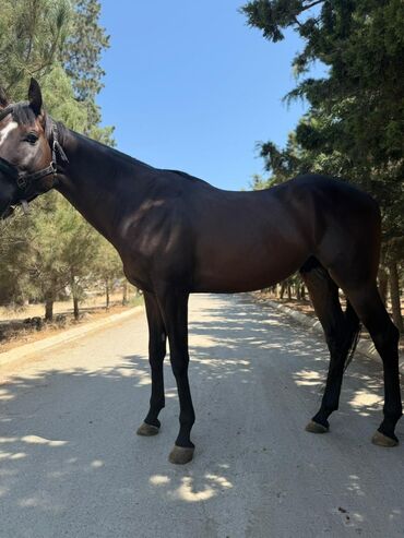 Atlar: Temiz qan Ingilis atidir .Pasportlu.boy 1.80 sm.Atasi meshur — 7