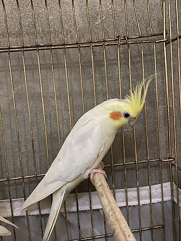 əbabil quşu: Məhsul: Nimfa papuqayları (Cockatiel) – ağ rəngli lutinomorf — 2