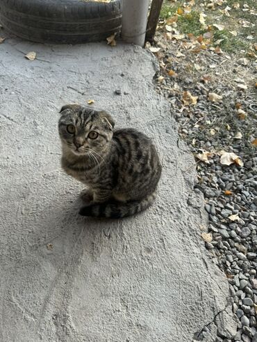 вислоухий котенок цена: Шотландский вислоухий котёнок (скоттиш-фолд) - Окрас: тигровый табби