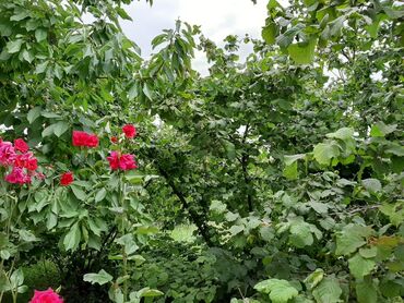 Bağ evlərinin satışı: Bakı, 1 kv. m, 5 otaqlı — 8