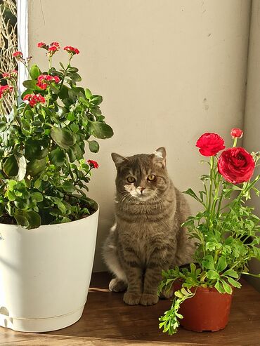pişik satisi: Турецкая ангора, Самец, В добрые руки, Бесплатная доставка