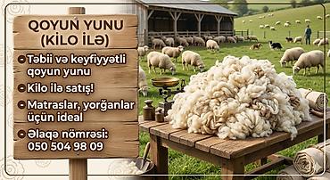 yorgan doşək: Məhsul: Qoyun yunu (kilo ilə) - Təbii və keyfiyyətli qoyun yunu - — 1