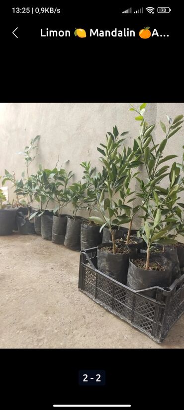 ağac əkən: Limon madlalin apersin kinkan xuram ağaclar bizde kim isdese buyursun