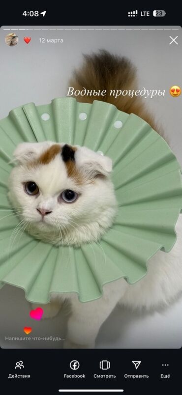 сколько стоит сиамская кошка в сомах: Скотиш Фолд (Шотландская вислоухая), 1 год, Девочка, Кастрирована, Приучена к лотку, Проглистована