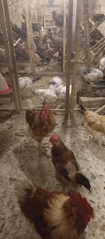 alman afçarkasi: Orjinal ətlik və ildə 300+ yumurta verən lohmanbrovn alman toyuq cinsi — 4