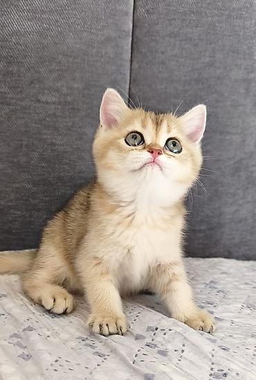 каракол кошка: Скотиш Страйт (Шотландиялык тик кулактуу), 2 айлык, Ургаачы, Алтын шиншилла — 1
