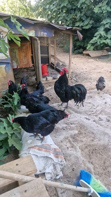 Pişiklər: Toyuq, Australorp, Damazlıq