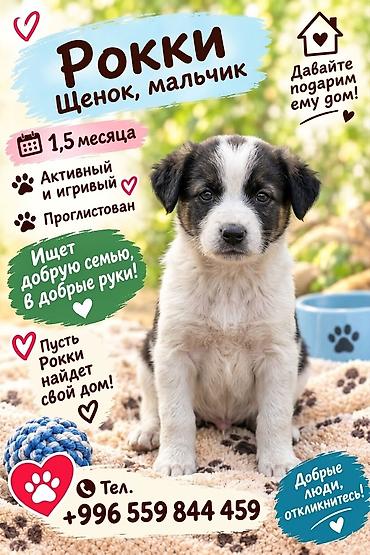Үй жаныбарлары: 6 айлык, Ургаачы — 3
