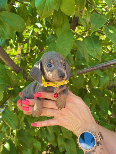 Psi: Odgajivacnica pasa "Happy Puppies" ima u ponudi patuljaste jazavicare — 10