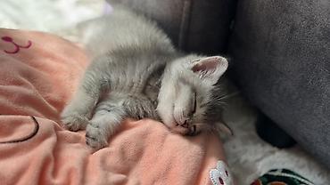 котенок отдам даром: 🐾 Продаётся шотландский котёнок 🐱 Очень красивая и ласковая девочка — 3
