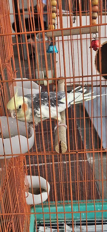 korella tutuquşu: Nymph papuqay (cockatiel) – boz-ağ bədən, krem-sarı baş və xasiyyətvi — 7