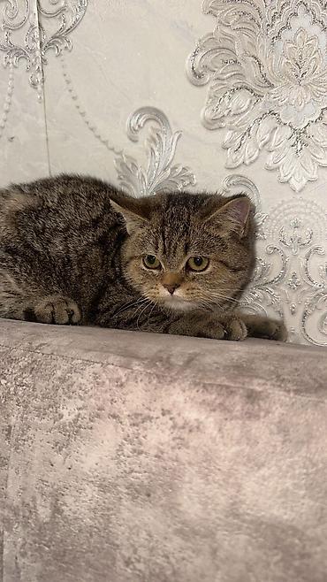 Кошки: Британская, Самка, В добрые руки, Бесплатная доставка, Доставка в районы, Самовывоз — 5