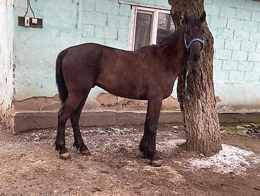 Лошади, кони: Продаю | Конь (самец) | Полукровка — 7