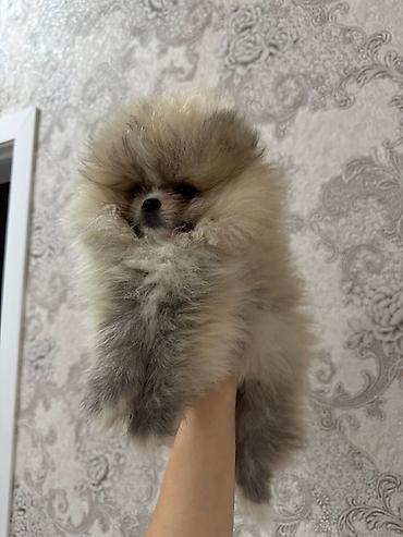 Pişiklər: Britan — 13