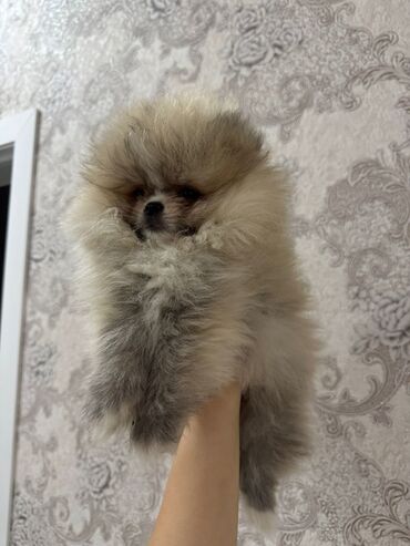 Pişiklər: Britan yastı qulaq, Erkək, Dişi, Yaxşı əllərə, Ünvandan götürmə, Pulsuz çatdırılma, Ödənişli çatdırılma — 86